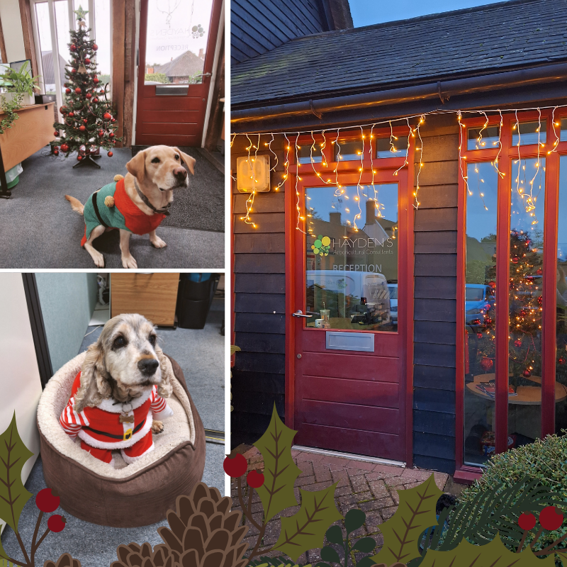 Haydenstrees's tweet photo. Merry Christmas &amp; A Happy New Year from all at Hayden's (including Hayden's little helpers🐾)🎄✨

Our offices will be closed from Tue 24th December until Thu 2nd January. Thank you all for your support this year, we look forward to working with you in 2025!

#MerryChristmas https://t.co/6L9B6LzQPl