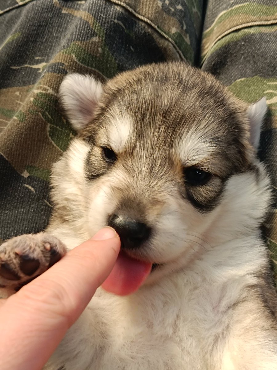 neutral_af's tweet image. Thanks for almost 200+ new followers ! We like dogs, guns, cars, cigars and being silly on my timeline