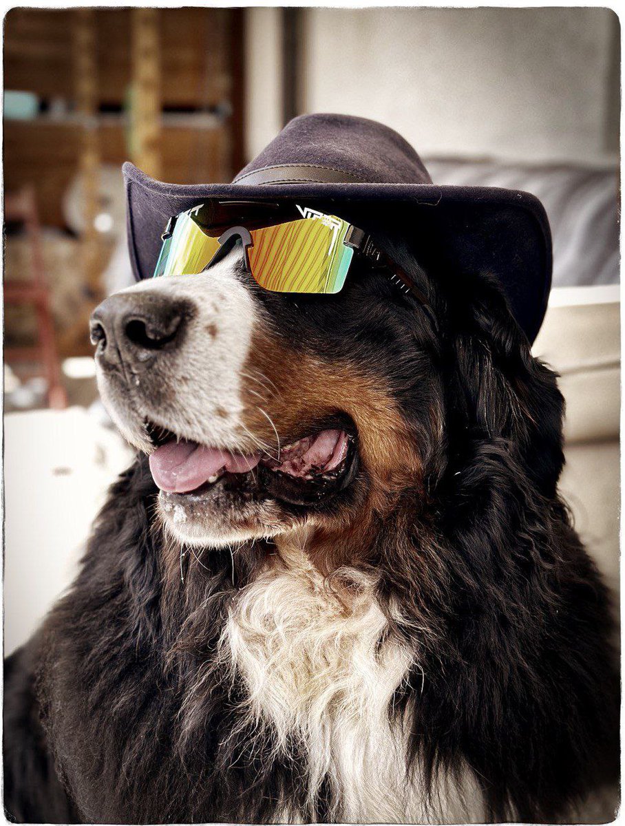 neutral_af's tweet image. Thanks for almost 200+ new followers ! We like dogs, guns, cars, cigars and being silly on my timeline