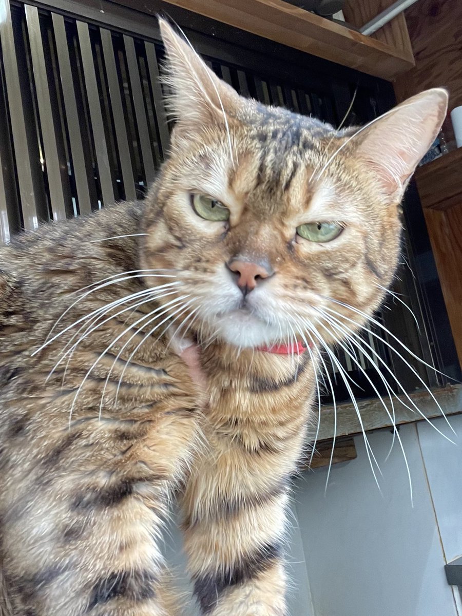 kawausocafe's tweet photo. ふてこい

#ベンガルキャット　#三宮　#ふれあい https://t.co/b7qgsCMY1Y