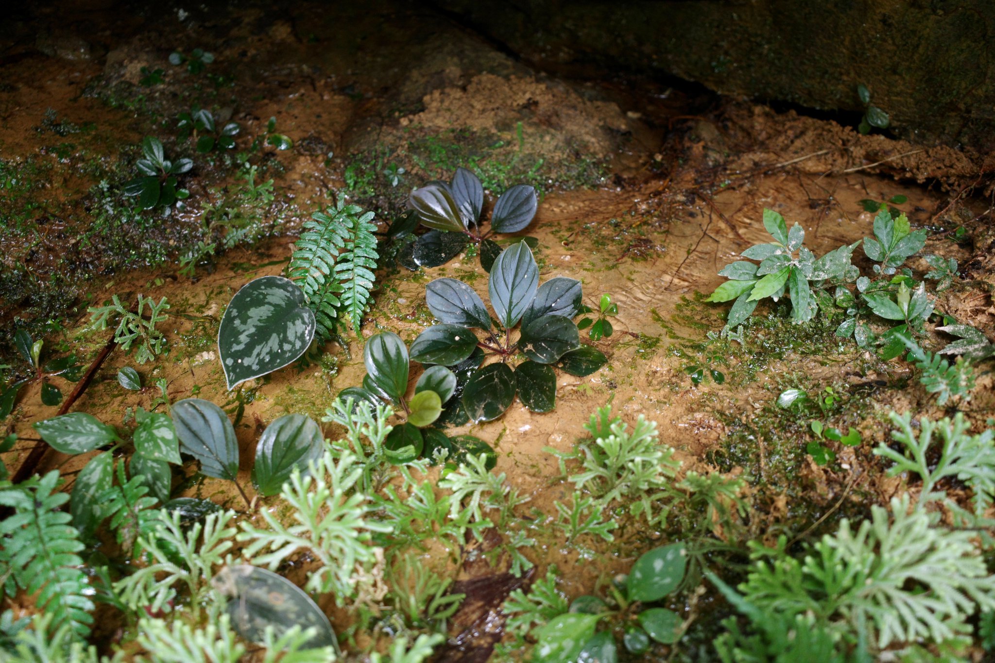 植物地獄様　レイヴン / マクラータ斑入り　葉挿し1枚 新作 植物地獄様 レイヴン / マクラータ斑入り 葉挿し1枚 その他