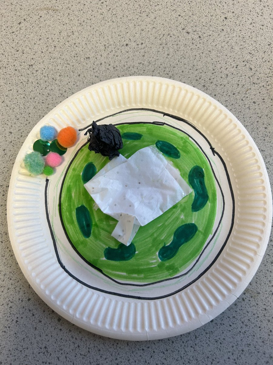 1P4 made some plant cell models this week in Science! 🔬I was very impressed with their designs!