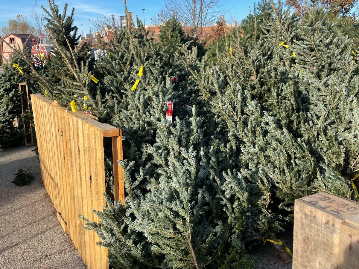 vitabiotics's tweet image. Tis the season for tree hunting! Nothing says Christmas like picking out the perfect tree with loved ones 🎄

#ChristmasTree #FamilyTradition #Festivities