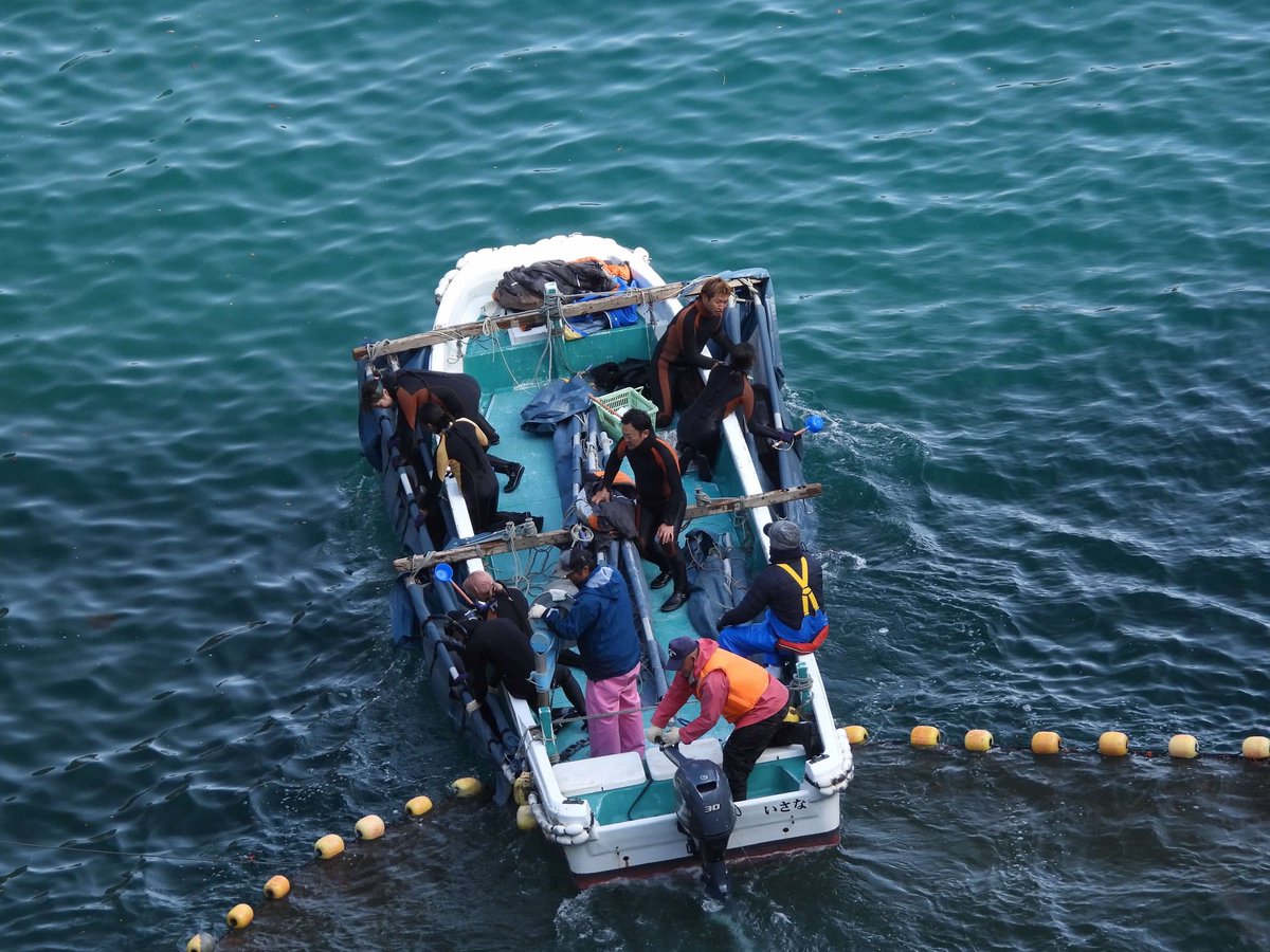 MegumiMatsuda3's tweet photo. #Taiji #DolphinDriveHunting
#太地 #イルカ追い込み猟
【日本語文はこの下にあります🙏】
Friday, December 20, 2024
Day-111
GREEN COVE 💵🐬💵
#BottlenoseDolphins
A pod of Bottlenose dolphins that was driven to the Cove yesterday and kept there overnight underwent selection process today. Since the start was later than usual, there was some concern that dolphins would be left alone for another day, but about 2 hours late, trainers from the Whale Museum and Dolphin Resort arrived in 2 skiffs.
At least 1 calf was seen yesterday and today there were at least two calves. There must have been others. We all know from watching the huntings every single day that hunters do NOT abide by their duty of effort to avoid mothers and calves, and frequently drive the nursery pods into the Cove.
The marking with white cream was also done today. Some of them were put on top of the original mark.
Yesterday it was estimated about 70 dolphins in this large pod, but the selection process made it appear that there were probably more than 100.
7 captives were captured from this large pod and taken to the sea-pens in Taiji harbor.
No slaughter and all remaining families were released.
In today’s release, the dolphins initially dispersed and some even went to non-offshore direction, and 1 banger boat was quickly added. The same technique is used to drive them into the Cove and release them, but we can imagine that the releases are not done seriously and diligently. In the past, dolphins have even gone into a set nets at the time of the release.
This is what the Japanese are doing to wild dolphins.
Dolphins are taken from their families and forced to perform until they die for the sake of audiences who want to see the dolphin show.
If you really love dolphins, please do not be a part of this atrocity.
▫️▫️▫️▫️▫️▫️▫️▫️
2024年12月20日(金)
#バンドウイルカ
昨日コーヴへ追い込まれ一晩留め置かれたイルカたちの選別が行われた。開始がいつもより遅かったため今日もさらに放置されるのかと心配されたが、約2時間ほど遅れて “クジラの博物館” と “ドルフィン•リゾート” のトレーナーたちが2隻のスキフで現れた。
昨日少なくとも1頭の子どもが見られたが、今日は少なくとも2頭いることがわかった。きっと他にもいたはずだ。
猟師たちが母子を避けるという努力義務を守らず頻繁にナーサリー・ポッドを追い込むことは、毎日猟を見ている我々はみな知っている。
白いクリームでの印つけは今日も行われた。中には、元々ついていた印の上に塗り重ねられた個体もいた。
昨日は70頭くらいと推測されたこの大きな群れは、おそらく100頭以上はいるようだった。
4つの選別グループに分けられたこの大きな群れから7頭が生け捕りにされ太地港の生け簀へ運ばれた。屠殺はなく、残りの群れ家族はすべてリリースされた。
当初、猟船7隻で追い出していた今日のリリースでは、イルカたちの一部が沖でない方向へ進んでしまったため、急遽もう1隻が追加された。コーヴへの追い込みとリリースは同じ手法で行われるのだが、リリースは真剣みを持ってやっていないことが推測される。過去にはリリース時にイルカたちが定置網へ入ってしまったことがあるくらいなので。
これが野生のイルカたちへ日本人が行っていること。
イルカショーを見たがる観客のために、イルカたちは家族のもとからさらわれ、死ぬまでショーをさせられるのです。
本当にイルカが好きなら、この残虐行為に加担しないでください。
#StopTaiji
#EndDolphinDriveHunting
#SayNoToAquariums
#CaptivityIsCruel
#DontBuyATicket
Kunito’s Livestreams on Facebook
Selection Process: https://t.co/oYaM8HYXsD
Release: https://t.co/XoNmdOxSDm?
📷📹: @KunitoSeko