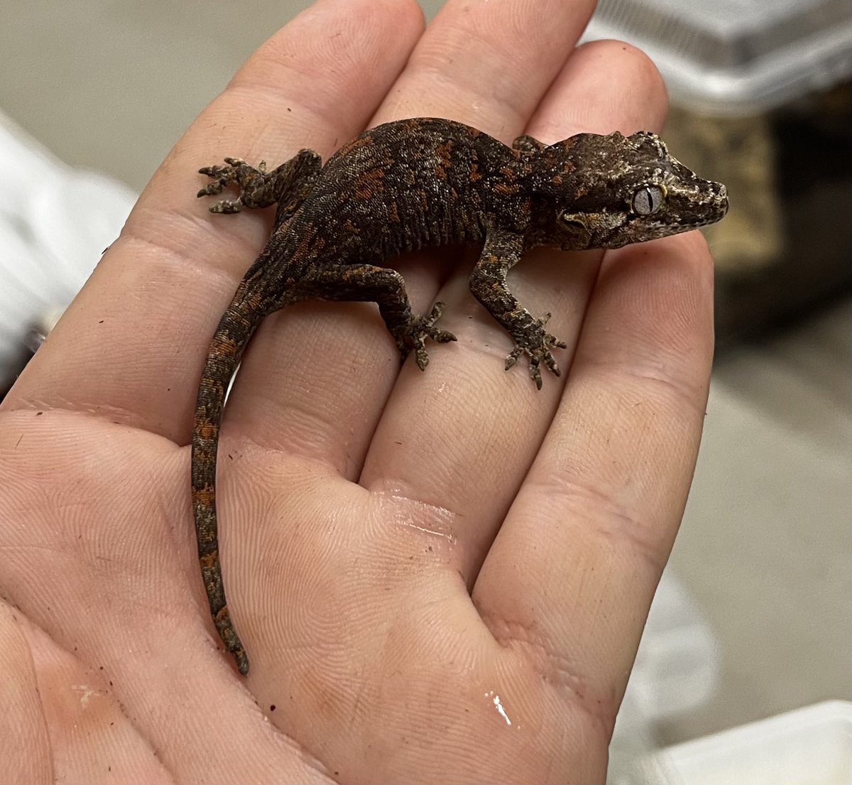 ゲッコー様限定 8_000000000353.jpg?1752825704