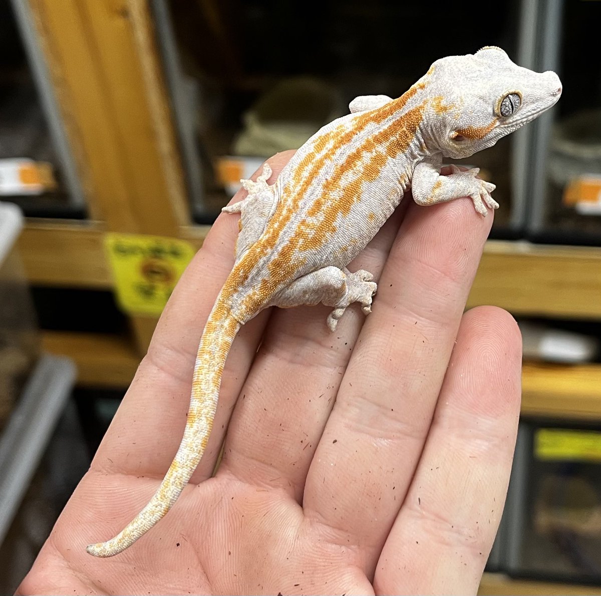 ゲッコー様限定 8_000000000353.jpg?1752825704