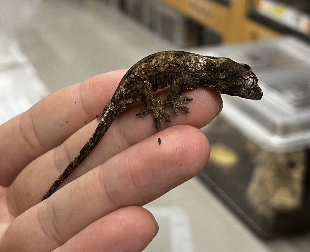 ゲッコー様限定 ガーゴイルゲッコー オレンジストライプ 販売 エキゾチックサプライ 大阪