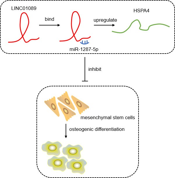 LINC01089 negatively regulated human mesenchymal stem cell osteogenic differentiation, at least in part, via governing miR-1287-5p/HSPA4 signalling.

#BJR #OpenAccess #Orthopedics

ow.ly/uU6g50Utfbp