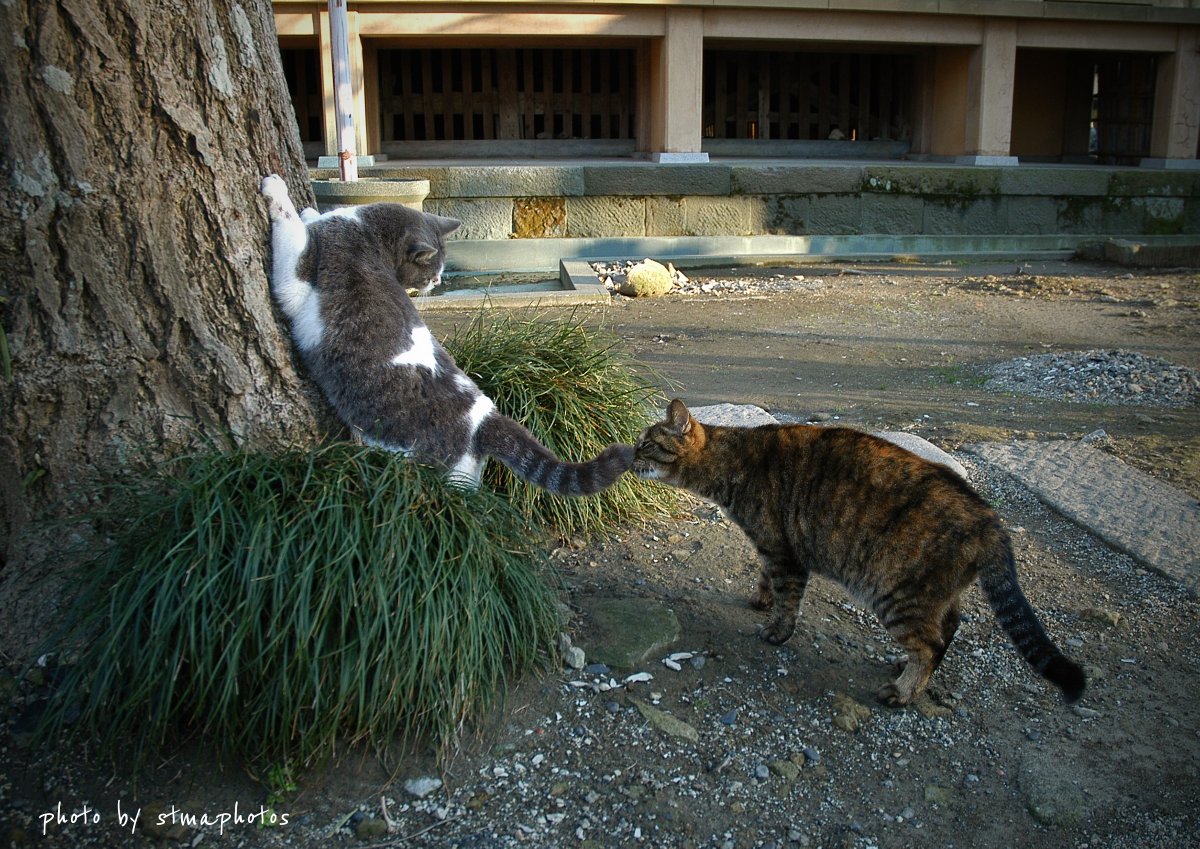 stmaphotos@横須賀市民になりました! tweet media