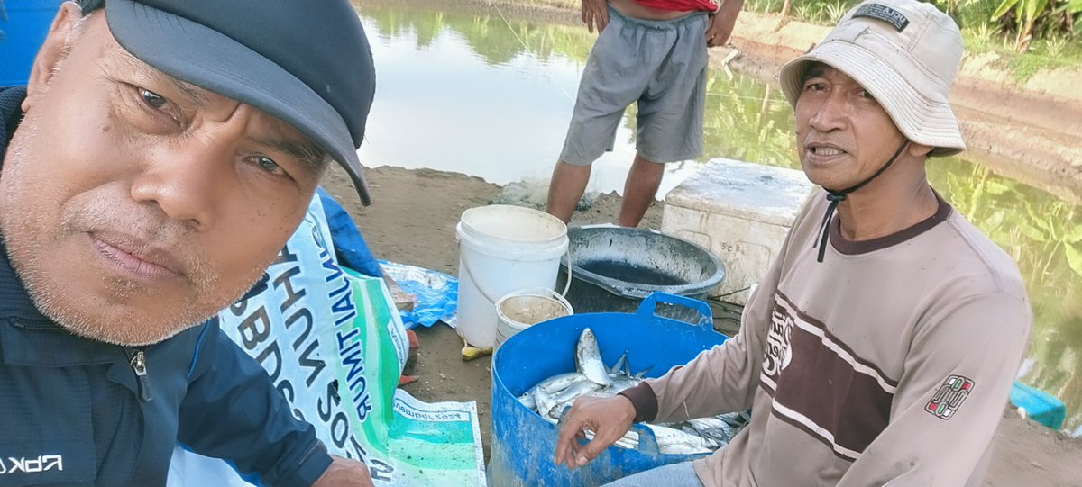 Rokit_66's tweet photo. Sabtu (14/12/2024) ROKIT SP Luhkan Kab Sinjai mendampingi panen ikan Bandeng di Desa Panaikang Kec Sinjai Timur An H. Amir Tjoddong produksi 225 kg harga Rp 17.000/kh
#GiatLuhkanSatminkalMaros 
#Panen
#Luhlapor https://t.co/ZhFZkB2XVN