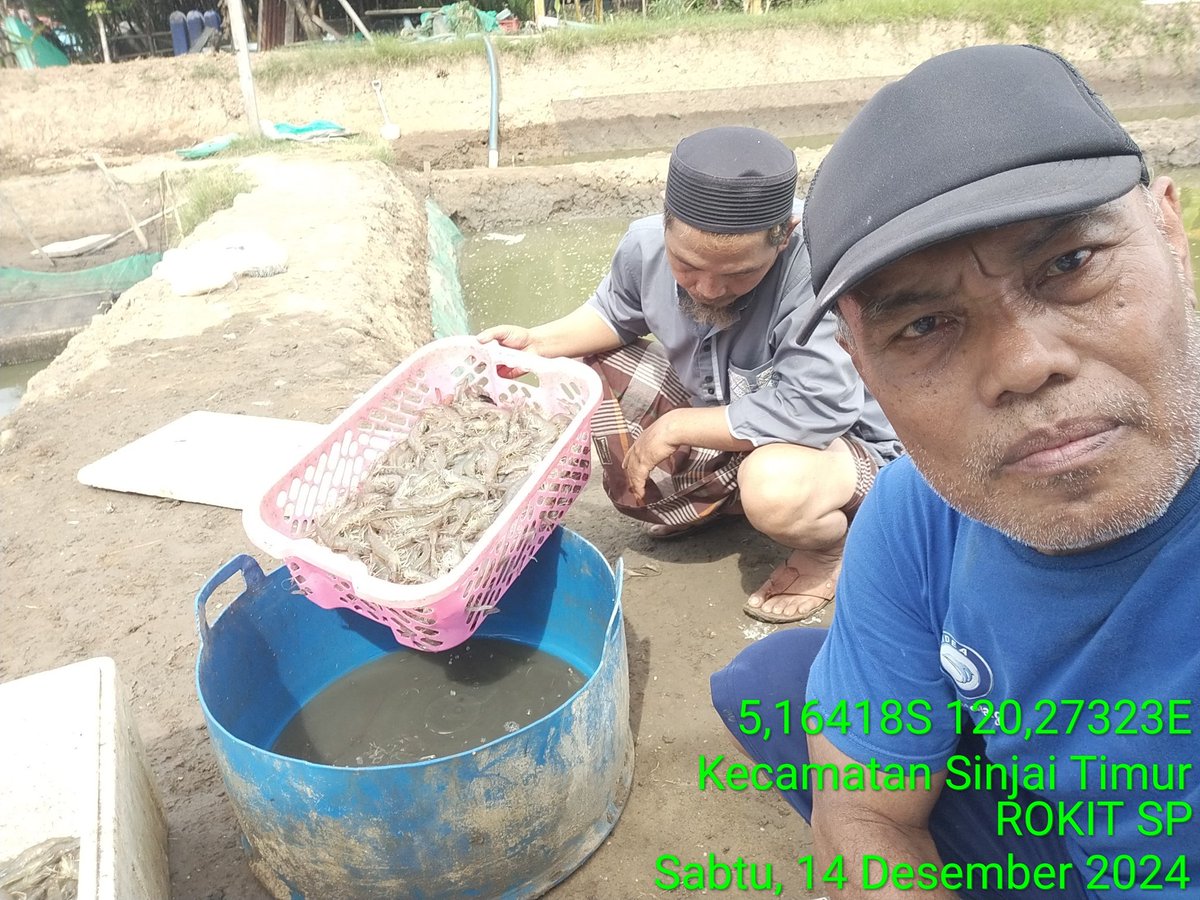 Rokit_66's tweet photo. Sabtu (14/12/2024) ROKIT SP Luhkan Kab Sinjai mendampingi panen parsial udang vaname di Desa Panaikang Kec Sinjai Timur An Najamuddin Amin produksi 125 kg harga Rp 53.000
#GiatLuhkanSatminkalMaros 
#Panen
#Luhlapor https://t.co/RwMwZejMl0