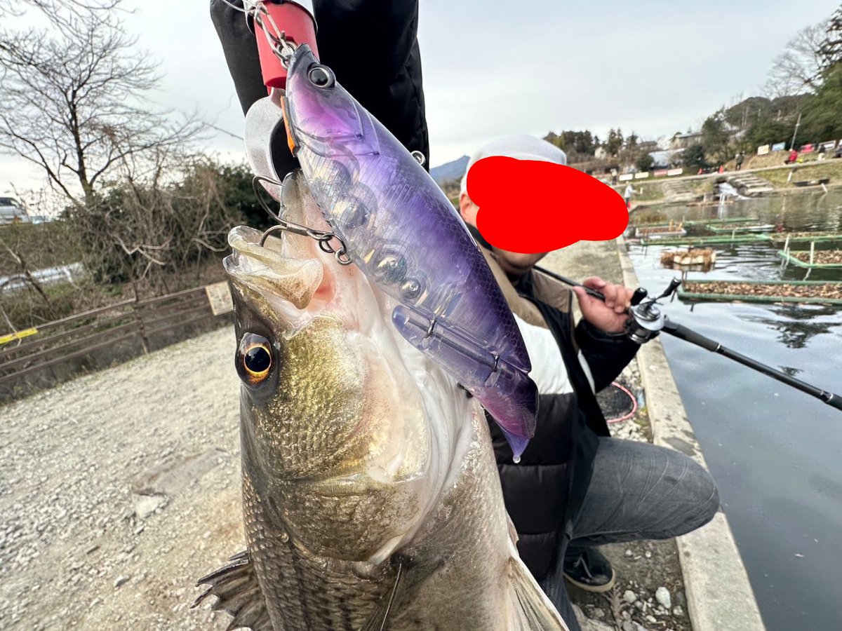 JokerSeraphy's tweet photo. ダヴィンチフィッシュ！×3
fusion＆WAKASAGIでバスくん2本
SSPでご無沙汰のストライパー！

今日はD190の日やね😆

#エレメンツ
#ELEMENTS
#ダヴィンチ190
#DaVinci190
#D190
#fusion
#WAKASAGI
#SSP https://t.co/qt648CsopY