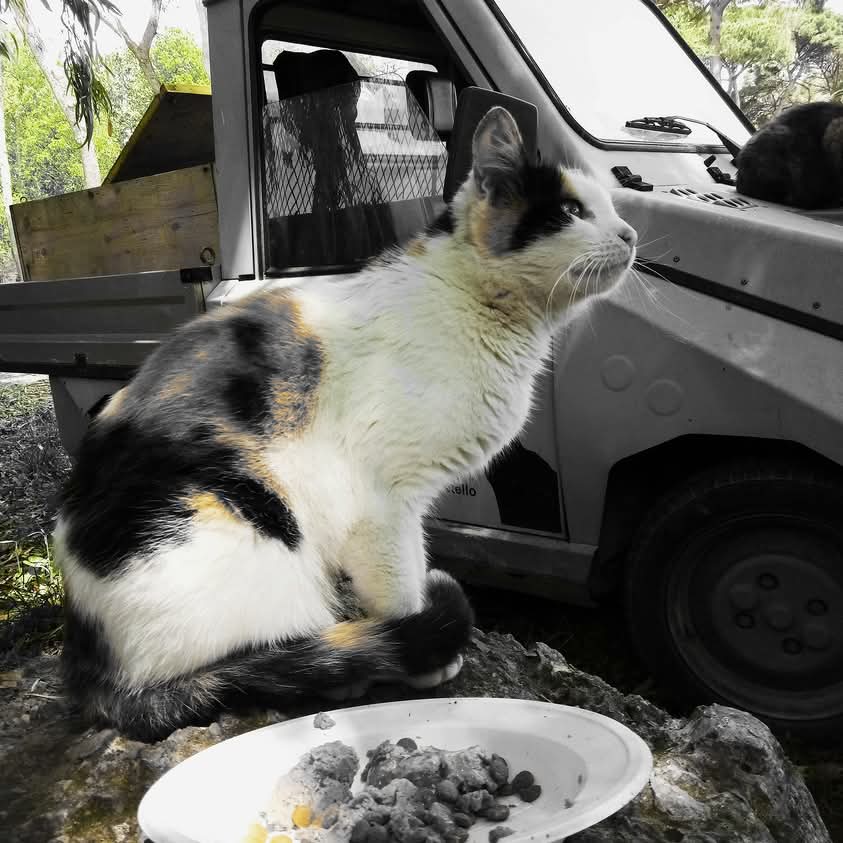 orbetellove's tweet image. street cats by @orbetellove 

#straycats #CatsOfX #randagi #catoftheday