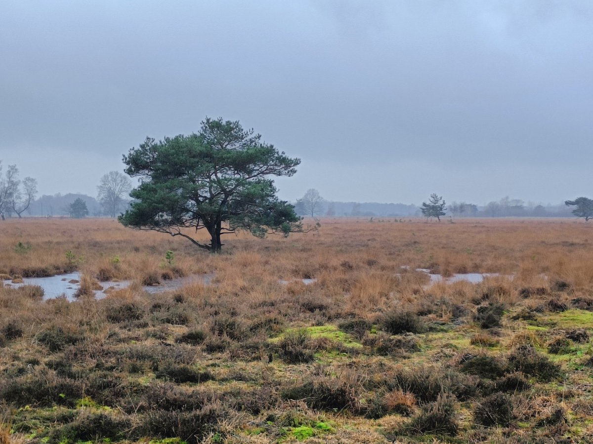 Stella_Koelman's tweet photo. Het Haaksbergerveen, precies 1 jaar geleden....
#memorytrip #Enschede https://t.co/oPQk9wxyZi