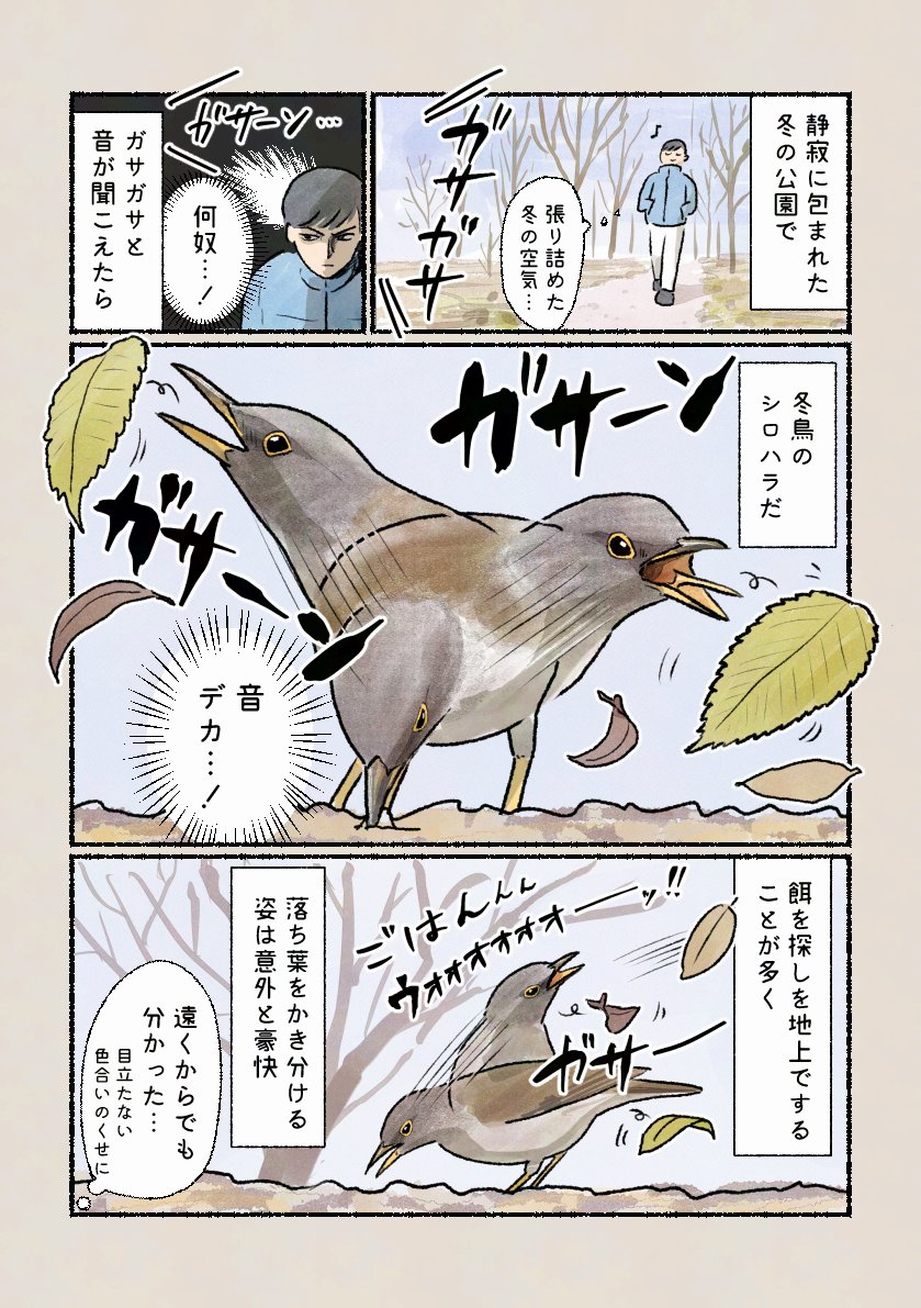 「地味に豪快な餌探し」
目立たない印象のシロハラは、音を頼りに探すと見つけられます。 