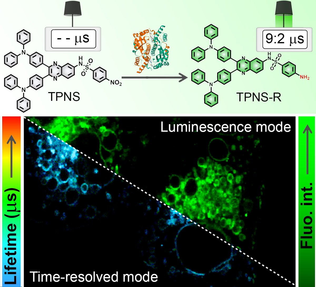 We are delighted to share our recent article on endoplasmic reticulum‐targeting delayed fluorescent probe for dual‐mode nitroreductase sensing! Congratulations to @Shradha_sybs <a href="/Subhade38659320/">Subhadeep Das</a> and co-authors!  aces.onlinelibrary.wiley.com/doi/abs/10.100… 
<a href="/ACES_Journals/">Asian Chemical Editorial Society (ACES)</a> <a href="/abhijitiiserb/">Abhijit Patra</a> <a href="/chm_iiserb/">Dept of Chemistry, IISER Bhopal</a>