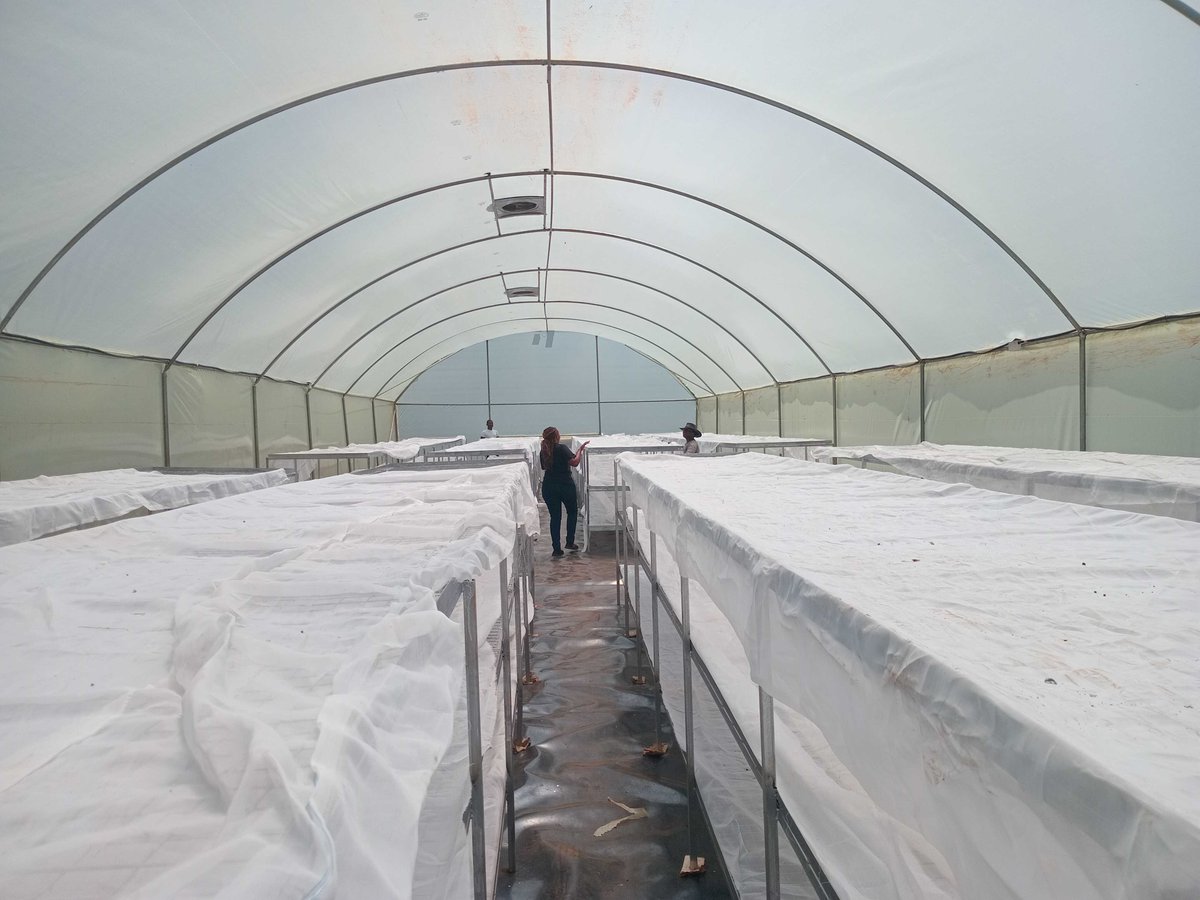 Today on #FarmFriday, we are excited to share that farmers are now drying their coffee in solar dryers 😃

Farmers can now reduce post-harvest losses and make the most of this harvest season.