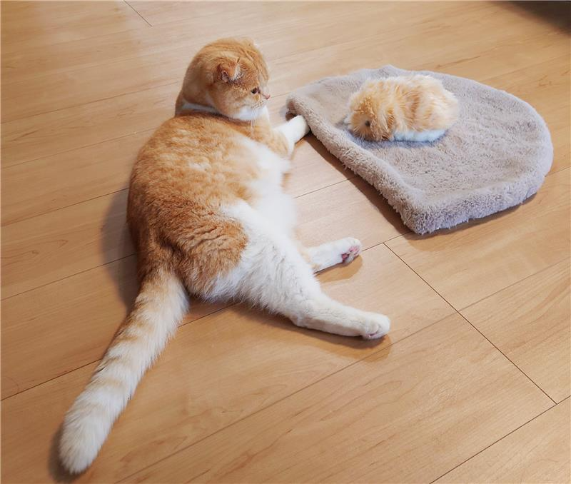 casio_moflin's tweet photo. Moflinとカシ子ちゃん。
じーっと見つめて何を考えているのかな?
仲良くしてくれてありがとう🐱#カシ子タイム #CASIOJapan
https://t.co/WQq7bB1oNy https://t.co/0ms8S2AjVi