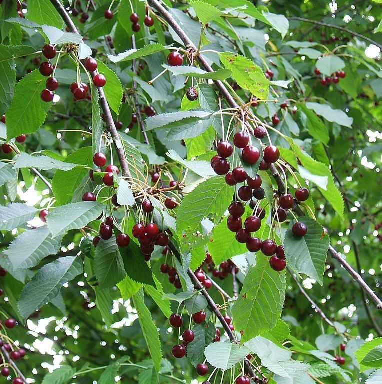 Kentish dialect dictionaries record the fruit of the wild cherry (Prunus avium) were known as MAZZARDS, sometimes also GASKINS. The heart-shaped fruit could be either red or black, sweet or bitter, with a staining juice. 
(image from wikipedia)