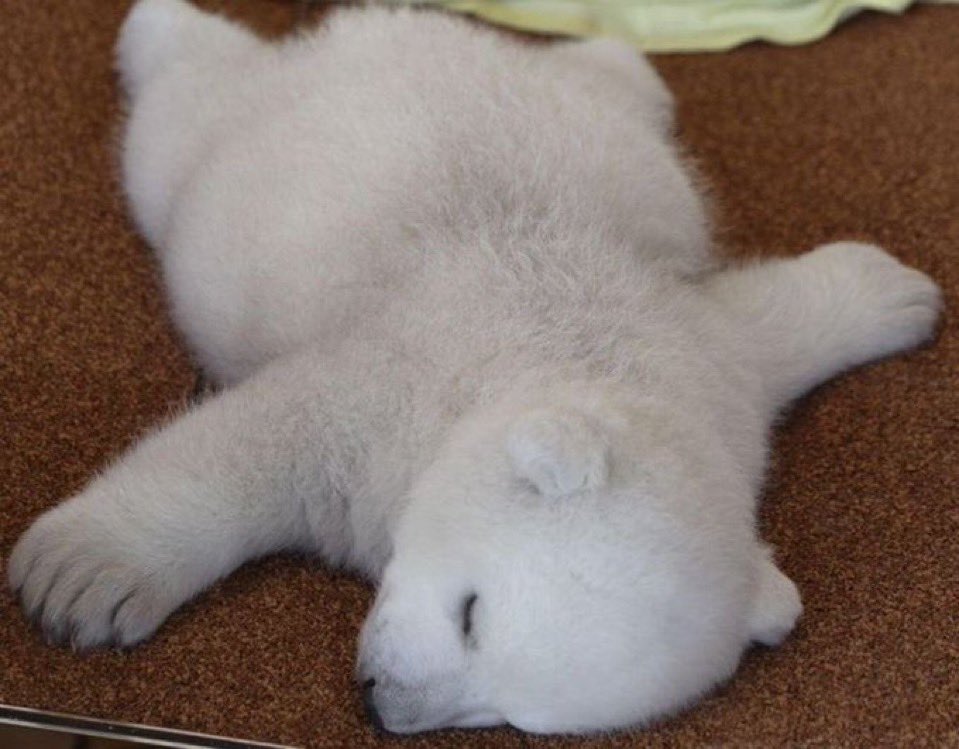 iwantesex's tweet photo. me when im eepy https://t.co/Hpb1hqnley