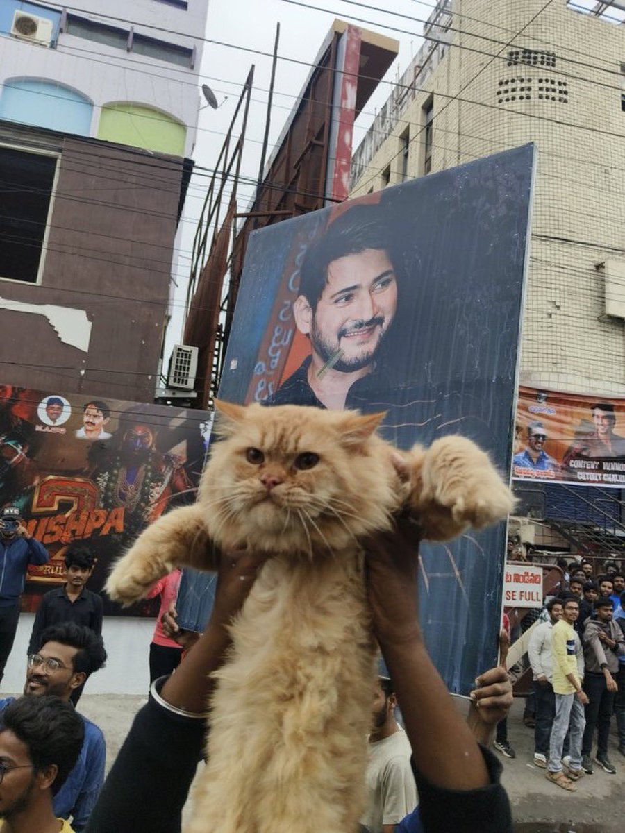 ManobalaV's tweet photo. Craze🦁🐈 https://t.co/V1vvL7pIRX