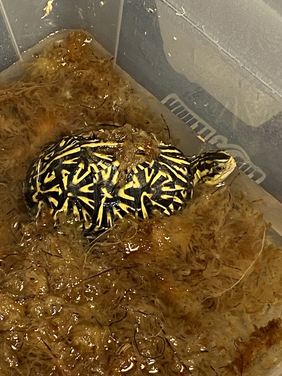 黄色味が強い子