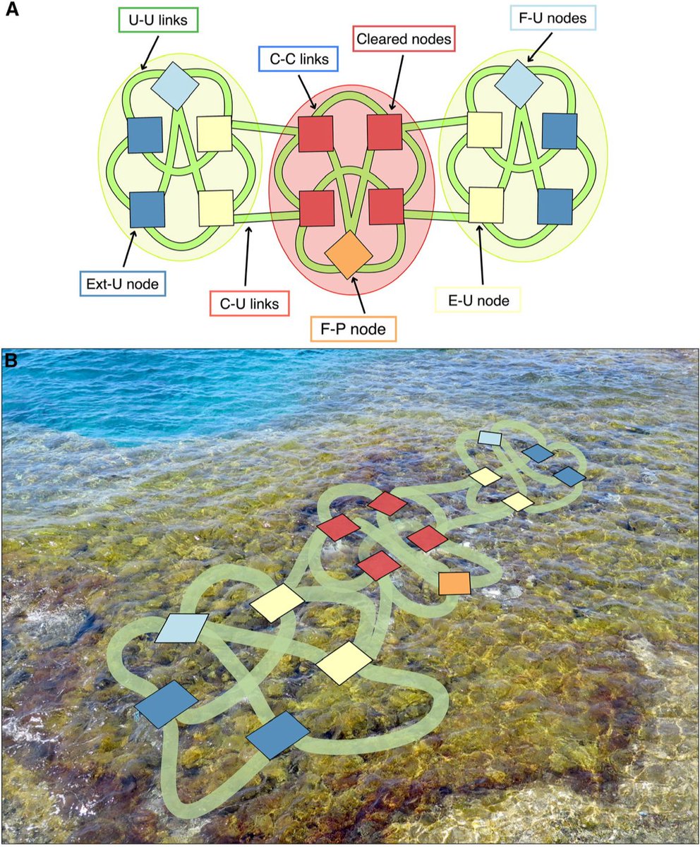 Caterina Mintrone (@caterinamintro1) on Twitter photo 🌊 Happy to share our latest study in
<a href="/CurrentBiology/">Current Biology</a> showing that #modularity can effectively contain spatial disturbances in macroalgal #networks. 🌿
Discover more 👉sciencedirect.com/science/articl… #Ecology <a href="/Luca_Rindi/">Luca Rindi</a> <a href="/BCLisandro/">L. Benedetti-Cecchi</a> <a href="/RicercaUnipi/">Ricerca UNIPI</a> <a href="/Dip_Bio_Unipi/">Dipartimento di Biologia - UniPisa</a> 🌊 Happy to share our latest study in
<a href="/CurrentBiology/">Current Biology</a> showing that #modularity can effectively contain spatial disturbances in macroalgal #networks. 🌿
Discover more 👉sciencedirect.com/science/articl… #Ecology <a href="/Luca_Rindi/">Luca Rindi</a> <a href="/BCLisandro/">L. Benedetti-Cecchi</a> <a href="/RicercaUnipi/">Ricerca UNIPI</a> <a href="/Dip_Bio_Unipi/">Dipartimento di Biologia - UniPisa</a>