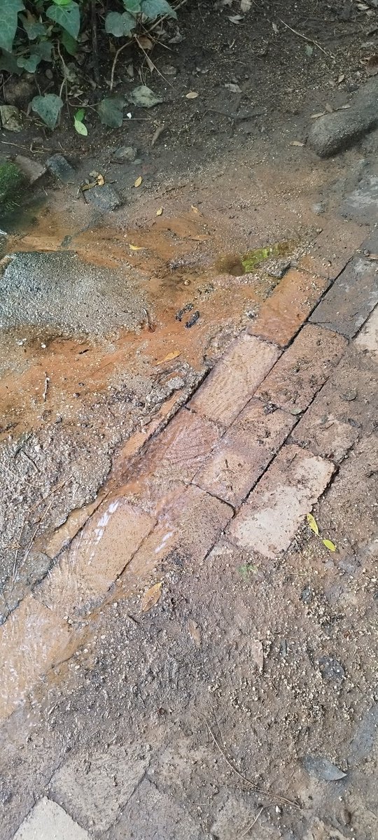 Niki Seberini tweet media