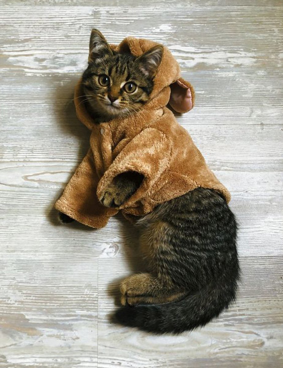gentleeeeeeecat's tweet photo. https://t.co/Z2sMtEBsSP