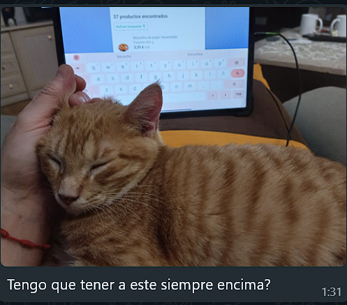 JsNorth's tweet image. Mi madre con respecto a mi gato es una cosa.