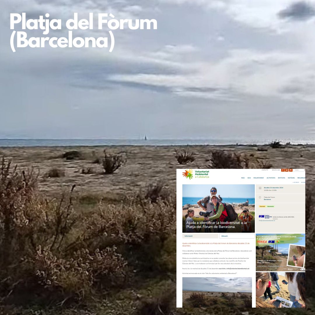 Voluntariat Ambiental tweet media