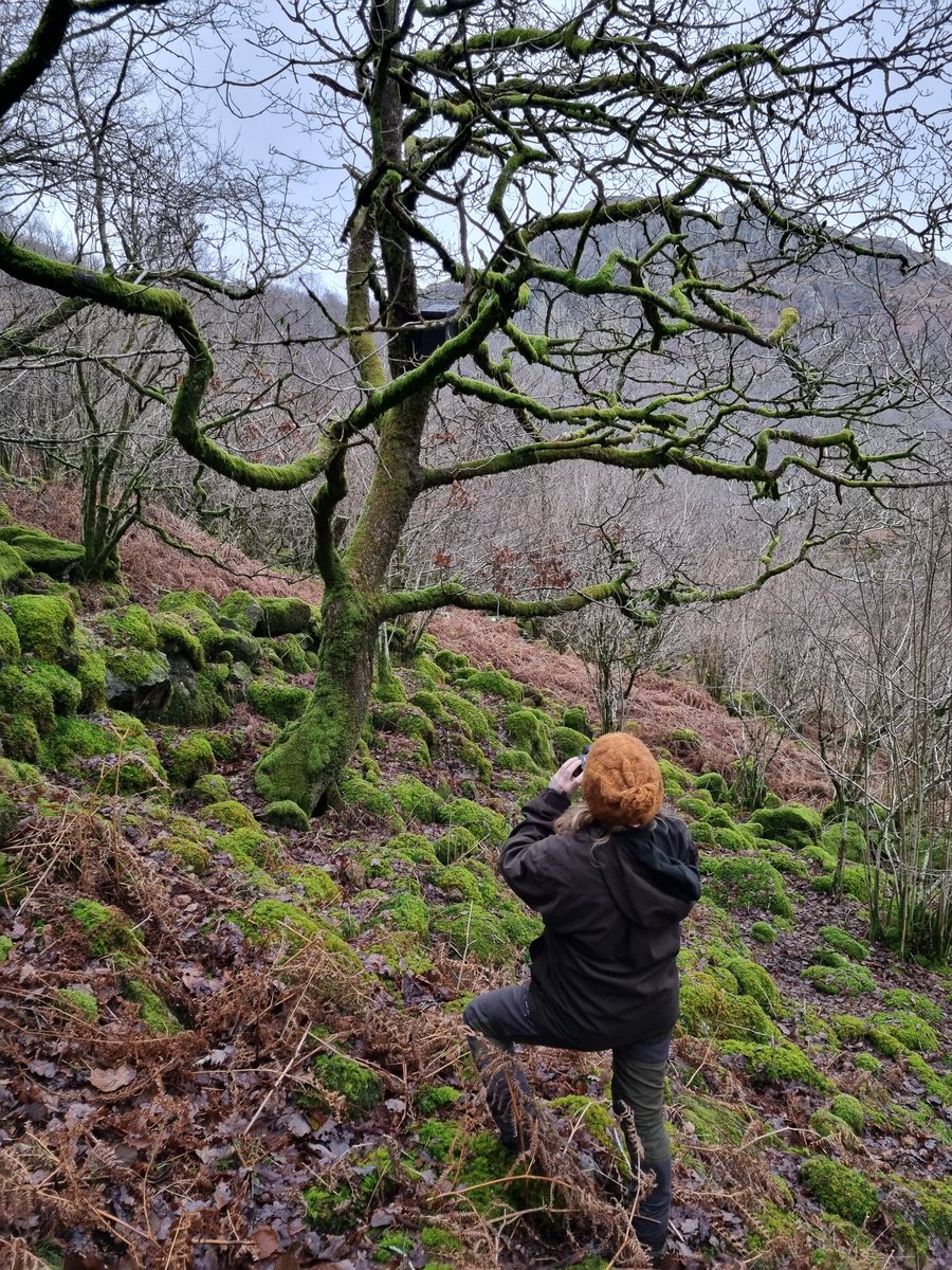 Restoring Hardknott Forest tweet media