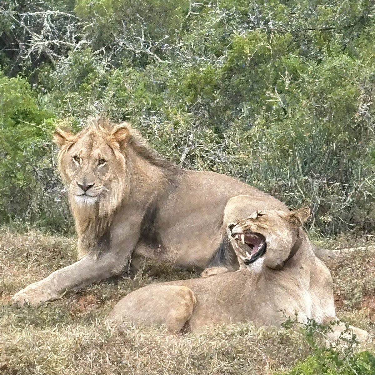 jacqd1973's tweet photo. Totally spoilt seeing these incredible animals in their natural home at Amakhala Game Reserve and @SANParks Addo Elephant Park https://t.co/DHIUdmPuSy