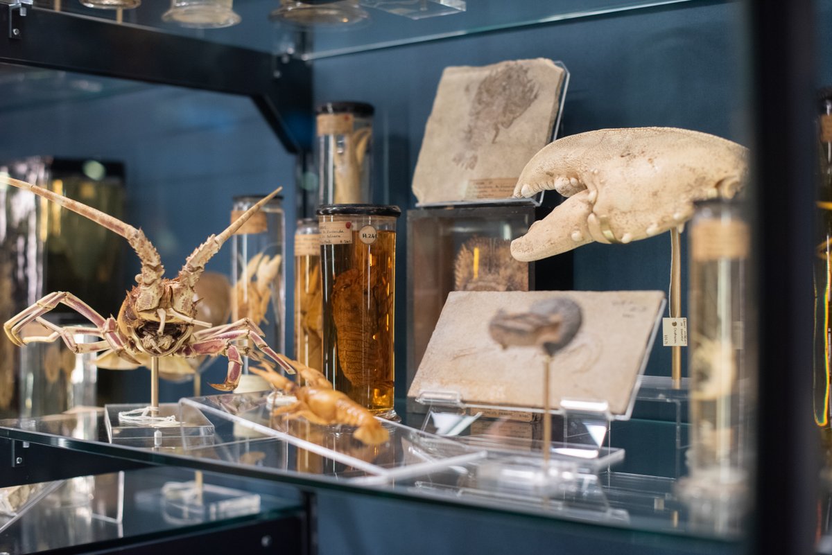 It has been great to look back on our upgrade of the Museum space this year, providing a better visitor experience and care for our collections. Find out more in the latest LCCOS Annual Report. ucl.ac.uk/lccos/about-lc…