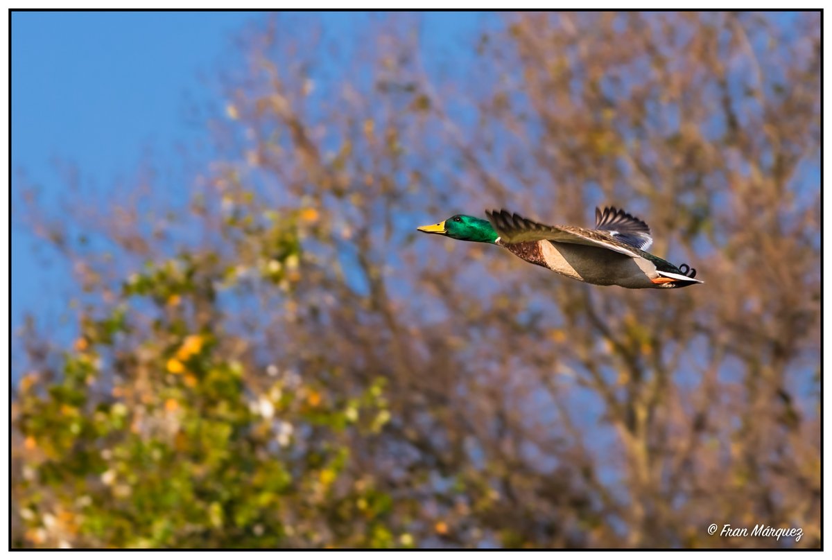 ParqueAlamillo's tweet image. Las 🐦 aves del #ParqueAlamillo son el componente de mayor riqueza y con mayores posibilidades de observación o audición
📷 facebook.com/franmarquezfot…
@Rocio_DiazJ @_Fran_Marquez_  @OnSevilla @SevillaOcio 
@Ayto_Sevilla @FomentoAND