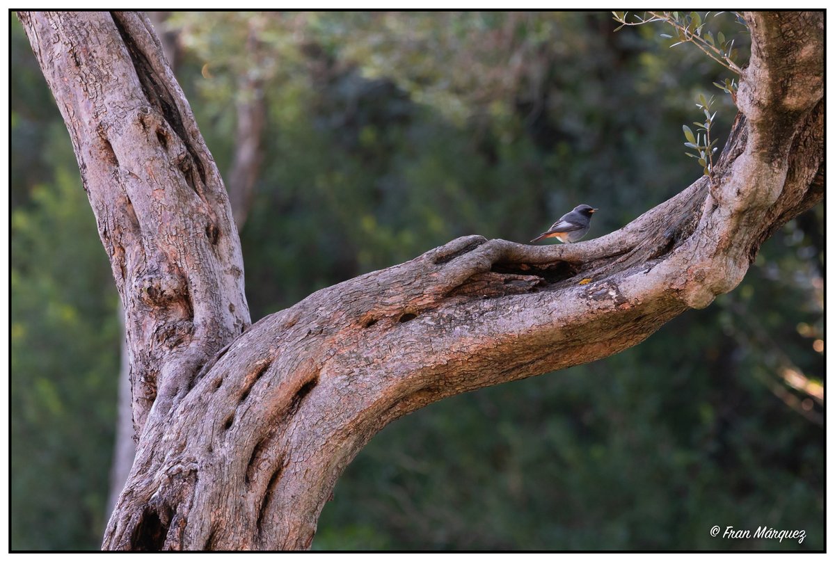 ParqueAlamillo's tweet image. Las 🐦 aves del #ParqueAlamillo son el componente de mayor riqueza y con mayores posibilidades de observación o audición
📷 facebook.com/franmarquezfot…
@Rocio_DiazJ @_Fran_Marquez_  @OnSevilla @SevillaOcio 
@Ayto_Sevilla @FomentoAND