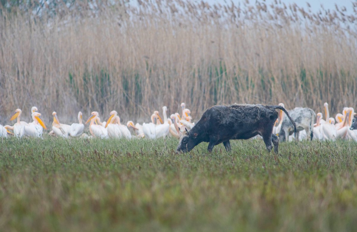 Gerekli tüm altyapı sağlandı ve proje sahamızda olacak iyileşmeleri gözlemlemeye, beklemeye başladık. 

Beklediğimiz üzere sahamızı yağan yağmurlar ve eriyen karlar ile birlikte kışın su bastı. Taşan göl yaza doğru meradan geri çekildikçe doğal olarak yığılan alüvyonlu toprak