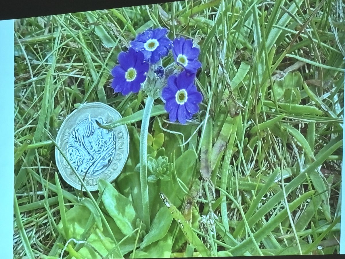 Huntingdonshire Fauna & Flora Society tweet media