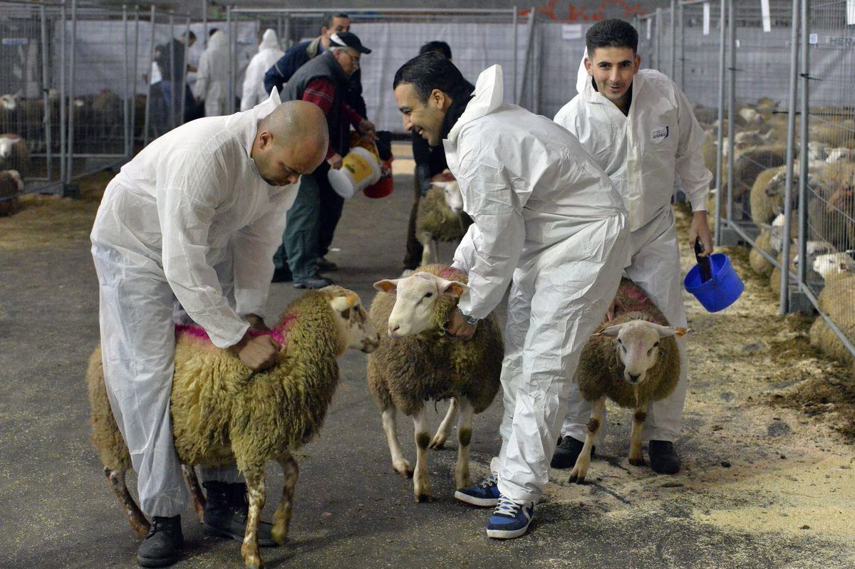 Wijckagent Chantal tweet media