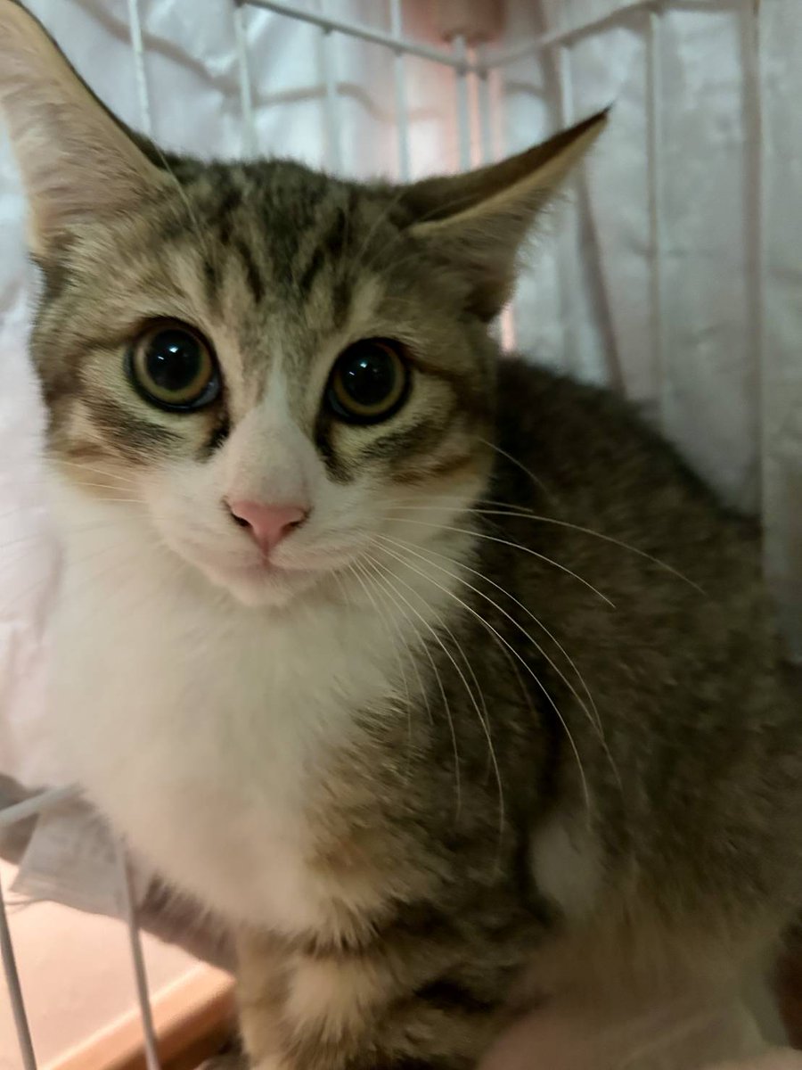 souichikataoka's tweet photo. 捨て猫ちゃんを保護しました。生後3ヶ月の男の子三兄弟です。里親さんを募集します。ご希望の方は私のDMへご連絡下さい。拡散をお願いします。 https://t.co/GvHYGGtiTL