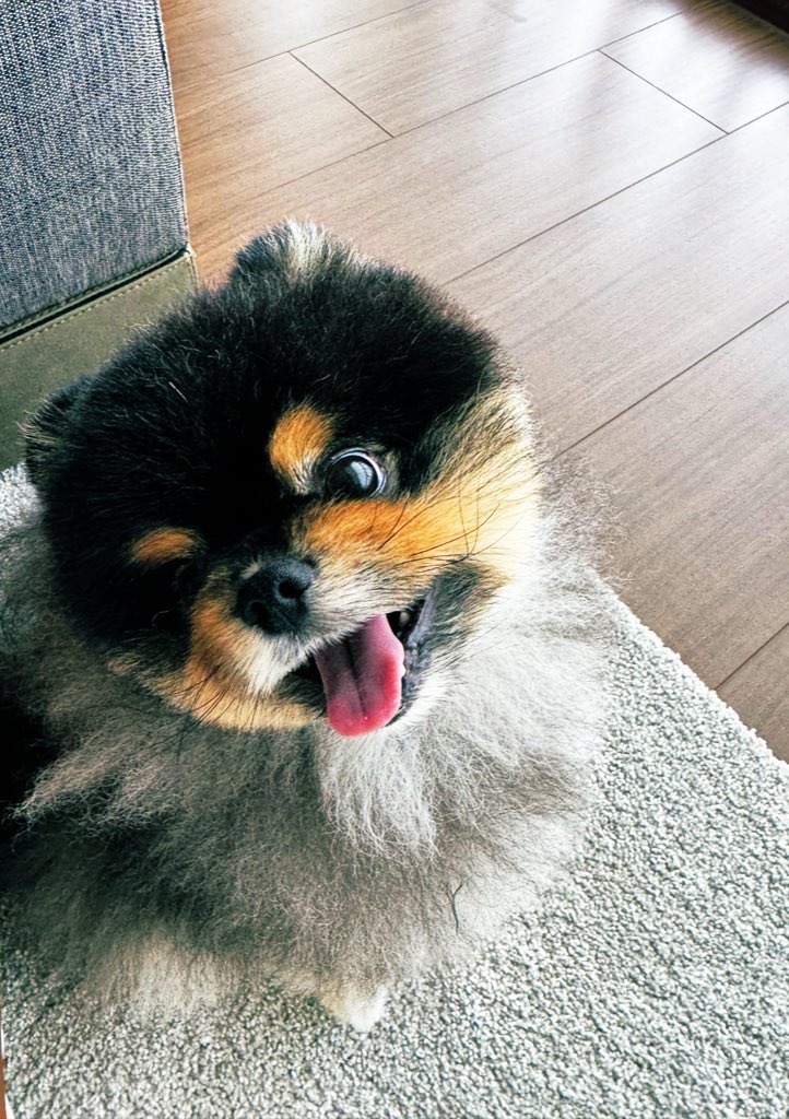 Bobaoppa tweet media