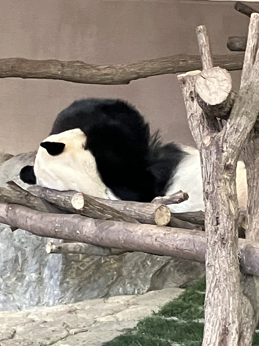 asn73x's tweet image. PANDA LOVE
結浜

前半はりきり過ぎたせいか…
16:30過ぎ
爆睡🎀🐼

#アドベンチャーワールド 
#結浜
#PANDALOVE