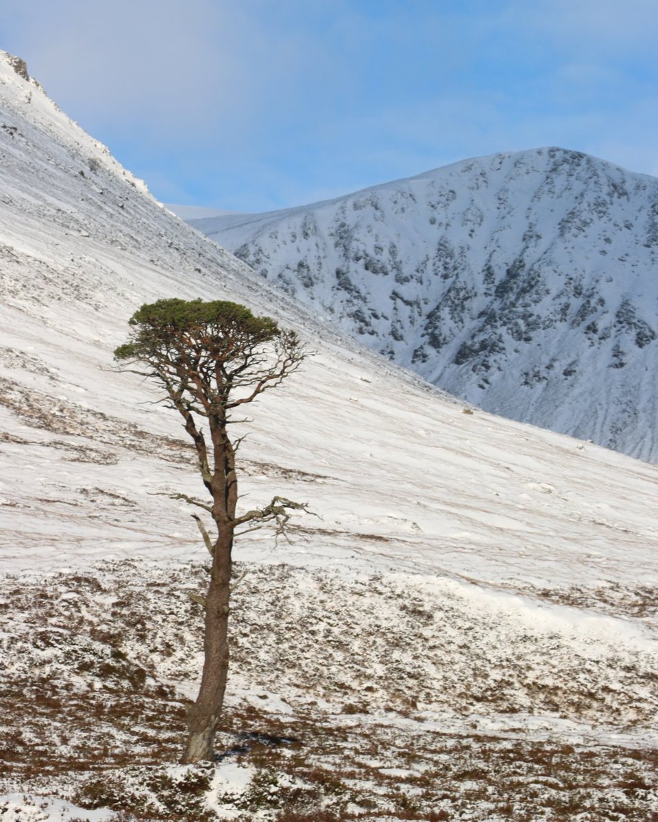 Mar Lodge Estate National Nature Reserve NTS tweet media