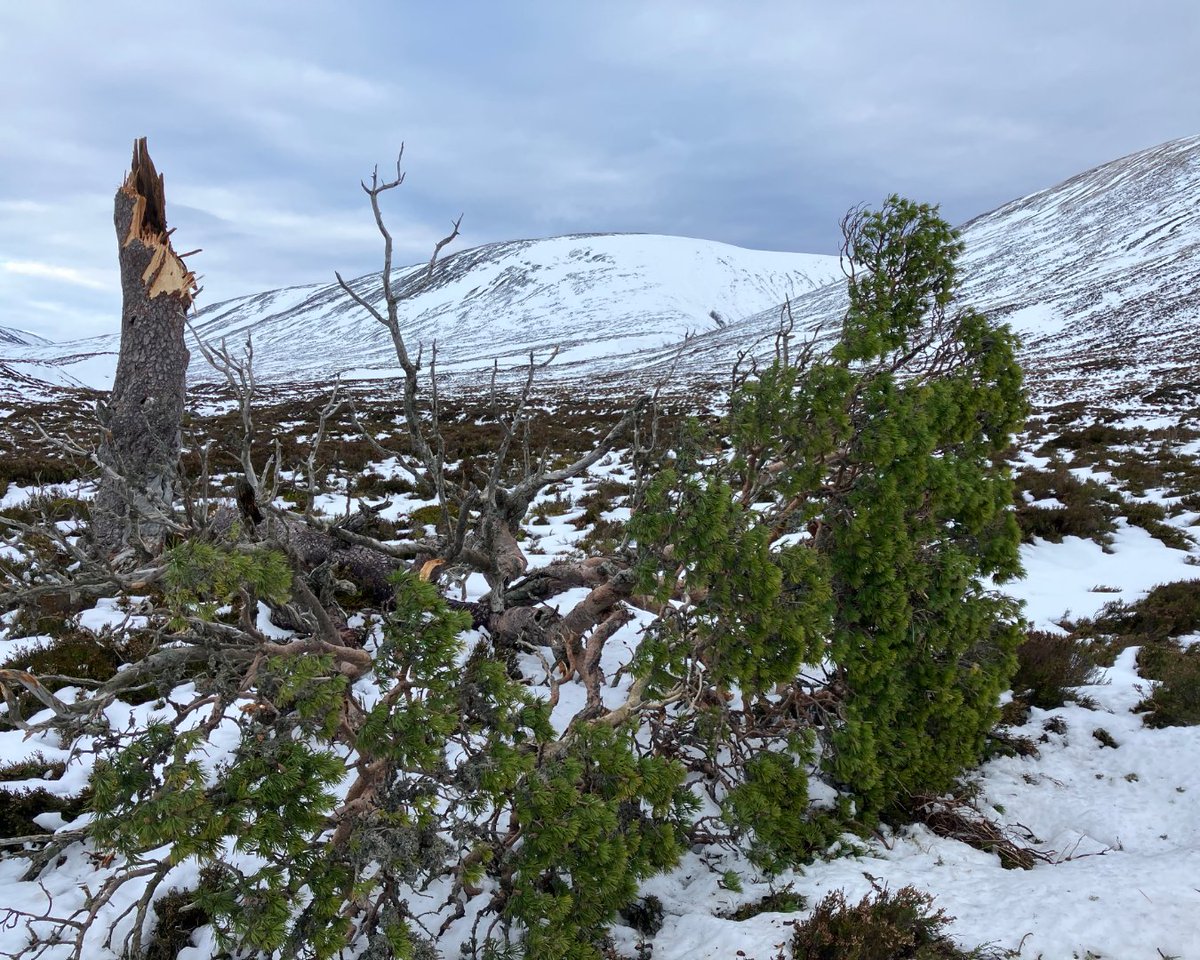 Mar Lodge Estate National Nature Reserve NTS tweet media