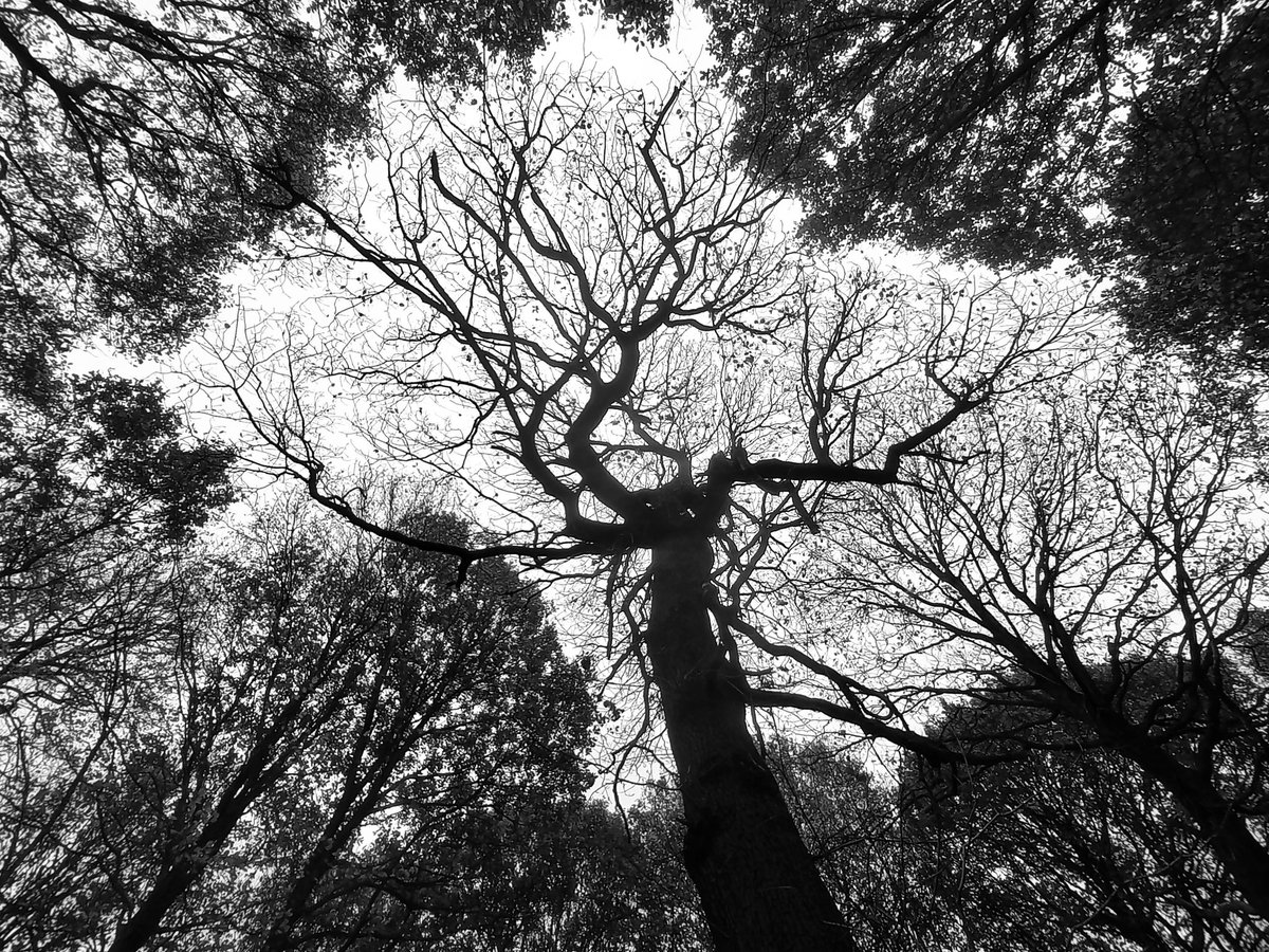 Crown Shyness : Elsecar Nov 2024