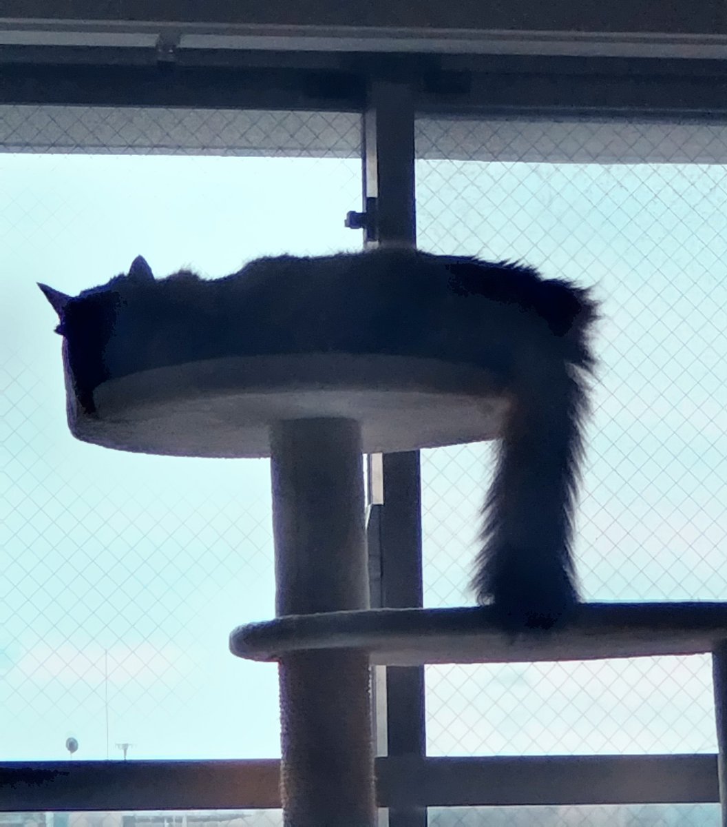 hamhamkoln's tweet photo. 久々フィン様のステキなフォトが撮れました♥＃猫のいる暮らし https://t.co/wBHE9Bzg8k