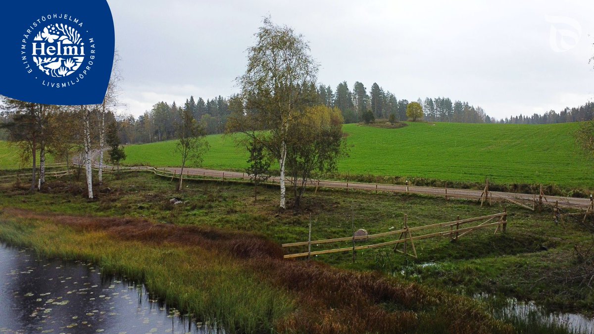 Talven keskelle asiaa kesän laidunmaisemista! ❄️🌿 

Ylöjärvellä kunnostettiin viime kesänä kolme perinnebiotooppikohdetta lampaiden ja lehmien laidunmaiksi. Niillä viihtyvät niin uhanalaiset tähkämaitikat kuin arvokkaat noidanlukotkin. 💚

🔗 sttinfo.fi/tiedote/707770…
