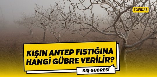 TofidasCom's tweet photo. Antep fıstığı kış gübrelemesi
https://t.co/lUTEuIZCXO https://t.co/KLQKOKoqlw