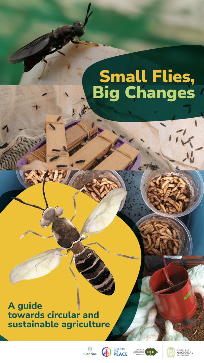 Infographics are a powerful way to share science! 🐛Our booklet: Small Flies, Big Changes: A Guide Towards Circular and Sustainable Agriculture🌱 Orquídeas🌸 – Women in Science program👩‍🔬

English/Spanish: zenodo.org/records/145323…

#InsectsForPeace #Sustainability #CircularEconomy