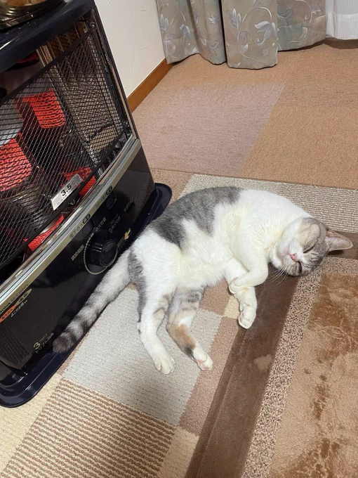 ฅ(='ㅅ`=)ฅ 